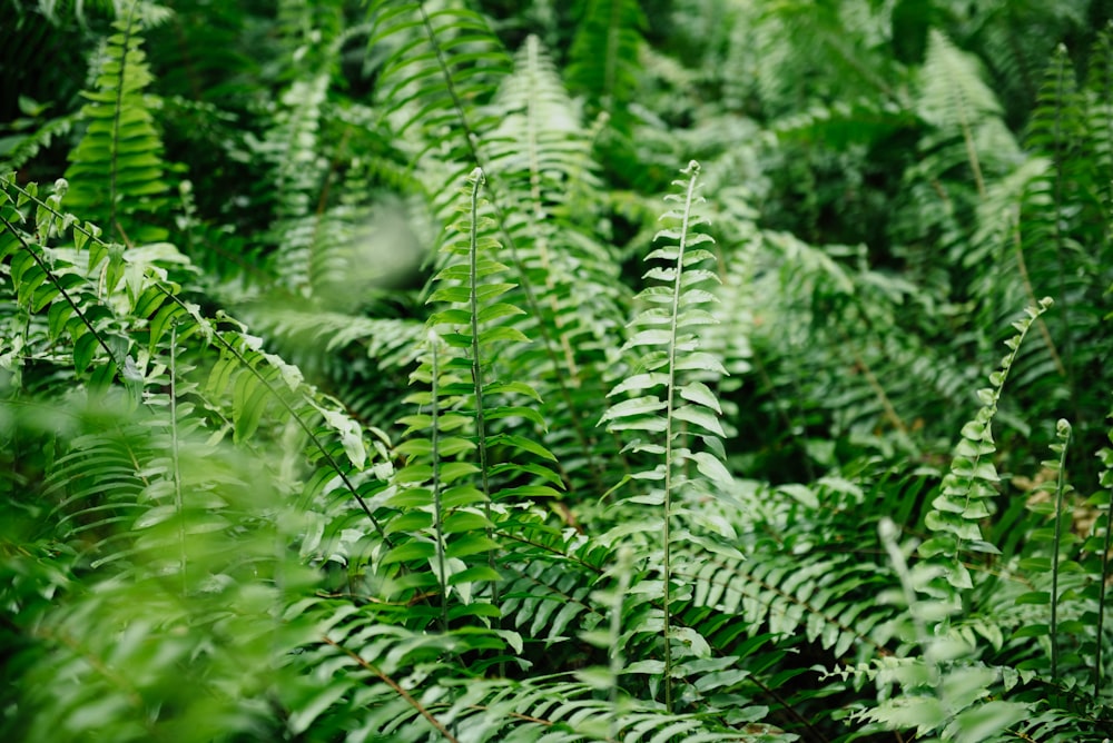 helechos verdes primer plano fotografía