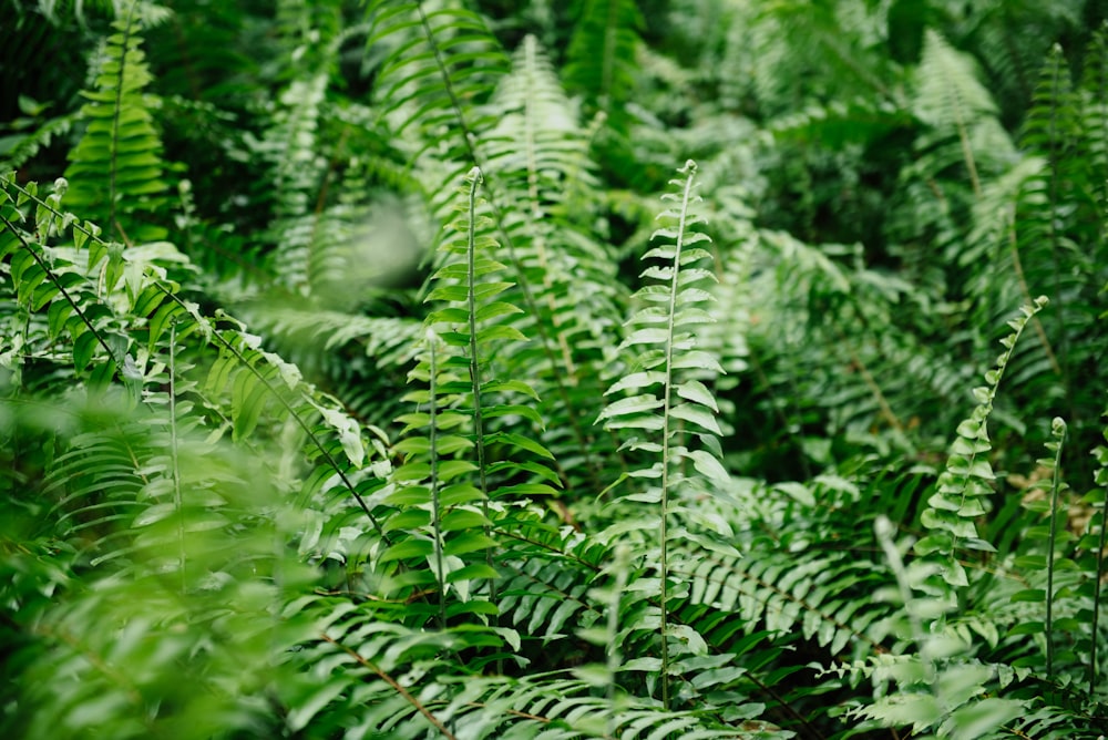 green ferns close up photography