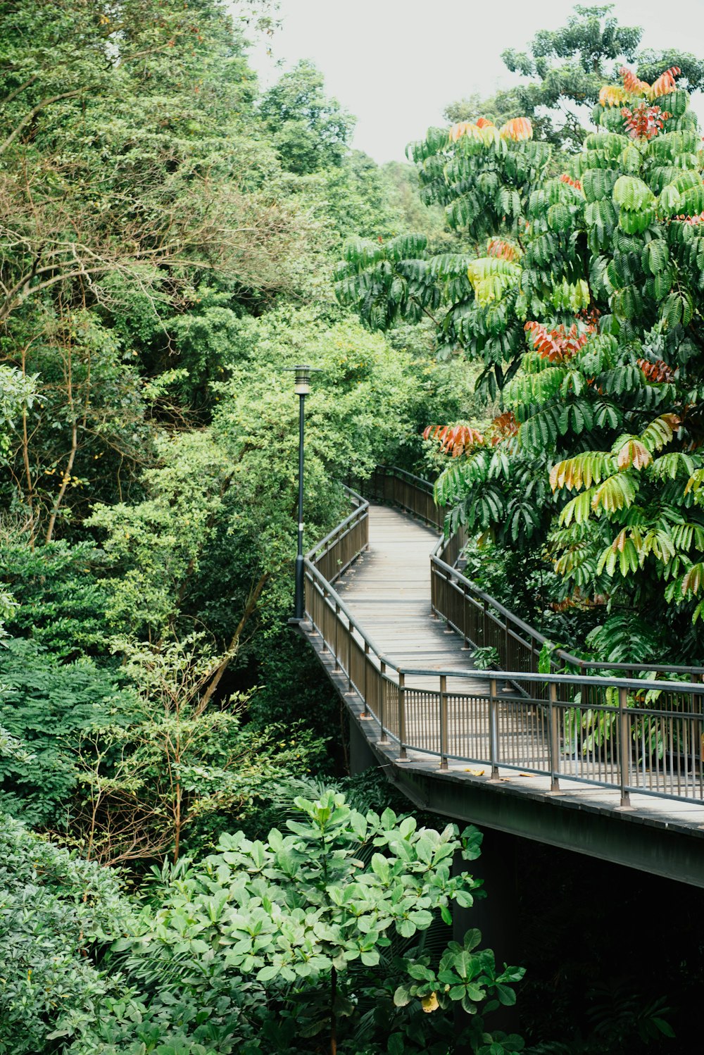 winding wooden walk bridge lined with trees