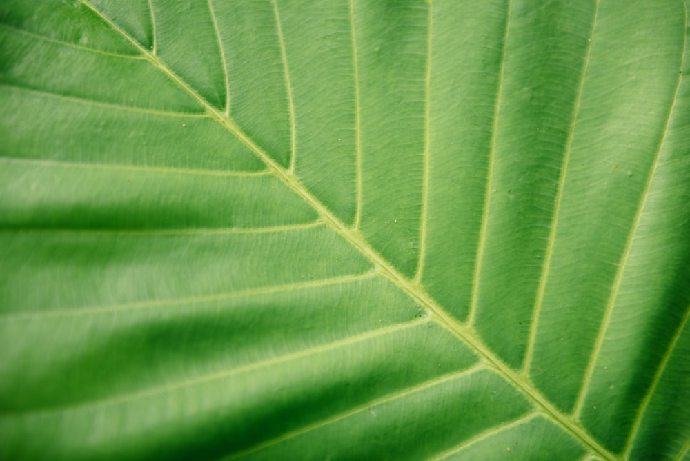 photo en gros plan de la feuille verte