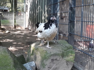 A black and white chicken stands on a large rock inside a fenced enclosure. The surrounding area includes a wooden building and some trees, providing a naturalistic setting with dappled sunlight on the ground.