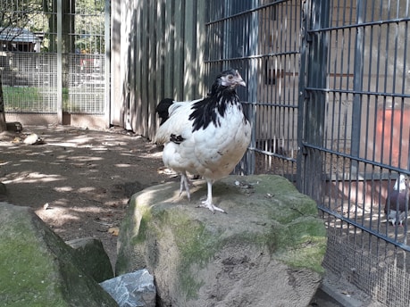 A black and white chicken stands on a large rock inside a fenced enclosure. The surrounding area includes a wooden building and some trees, providing a naturalistic setting with dappled sunlight on the ground.