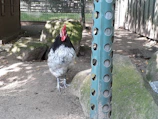 Bulik game fowl resting calmly near a weathered barn, highlighting its strong build.