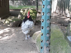 Close-up of a muscular gamefowl with glossy black feet standing proudly against a rustic farm backdrop.