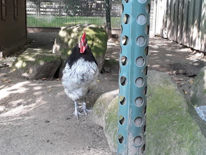 Bulik game fowl resting calmly near a weathered barn, highlighting its strong build.