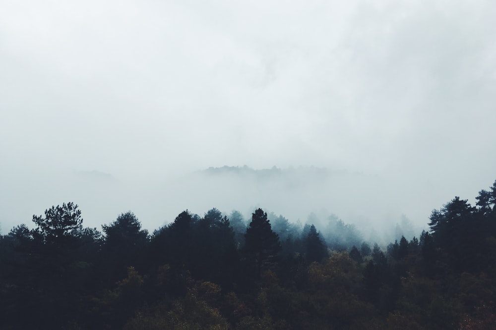 green trees surrounding by fog during day time