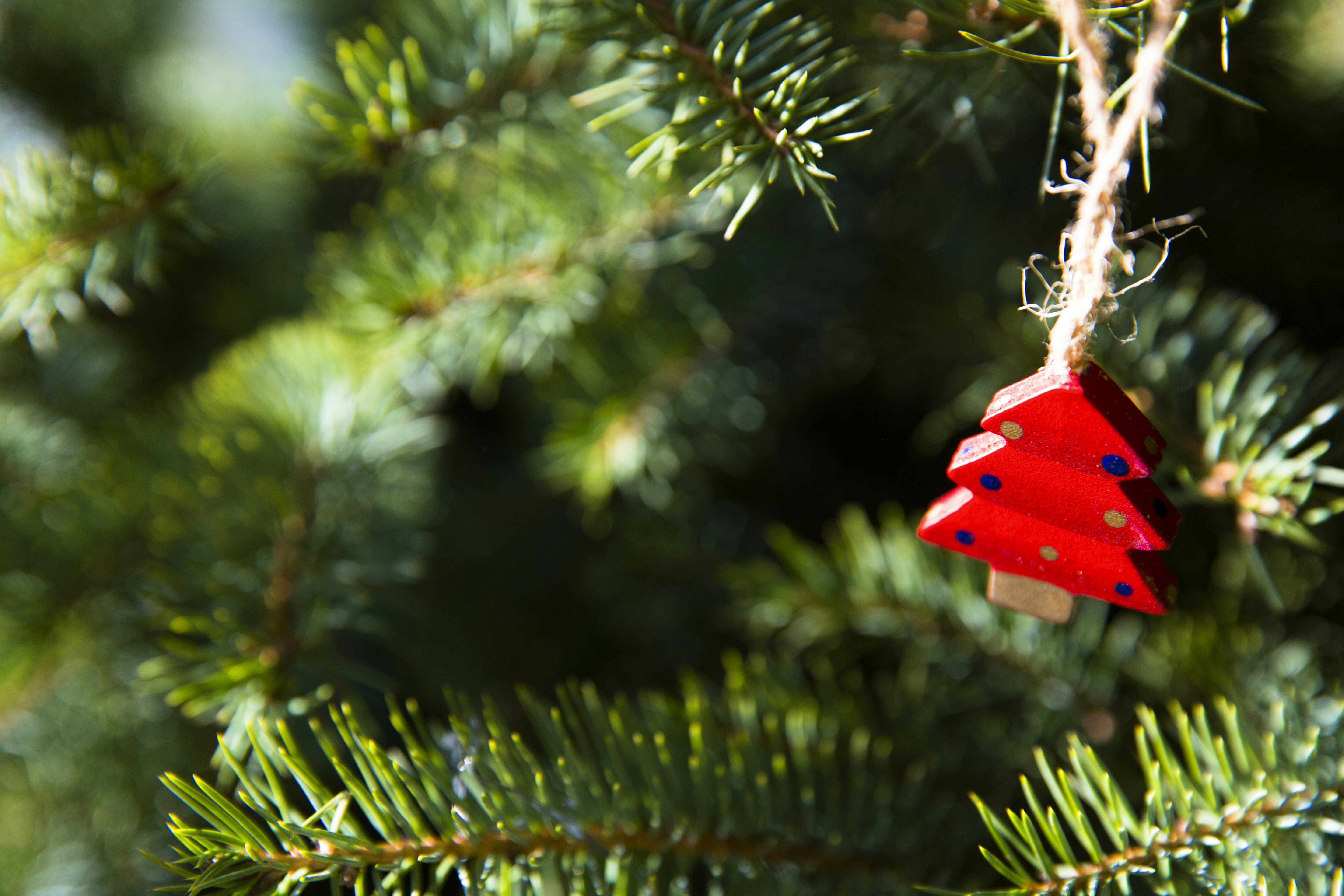 shallow focus photo of red holiday tree ornament