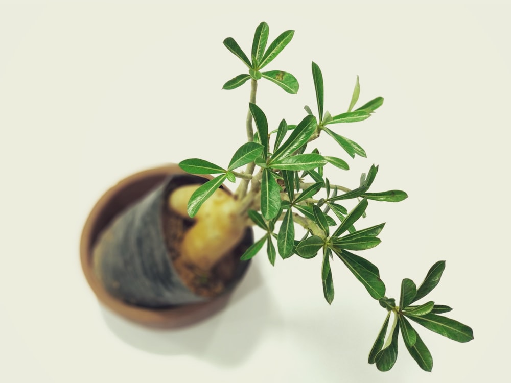 flat lay photography of green leafed plant on white table