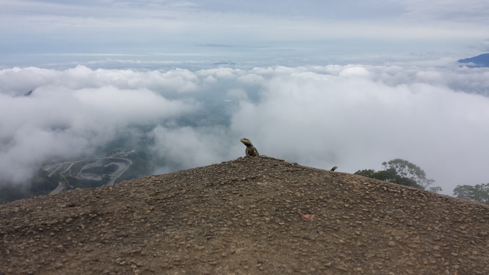 brown lizard at the top of the mountain