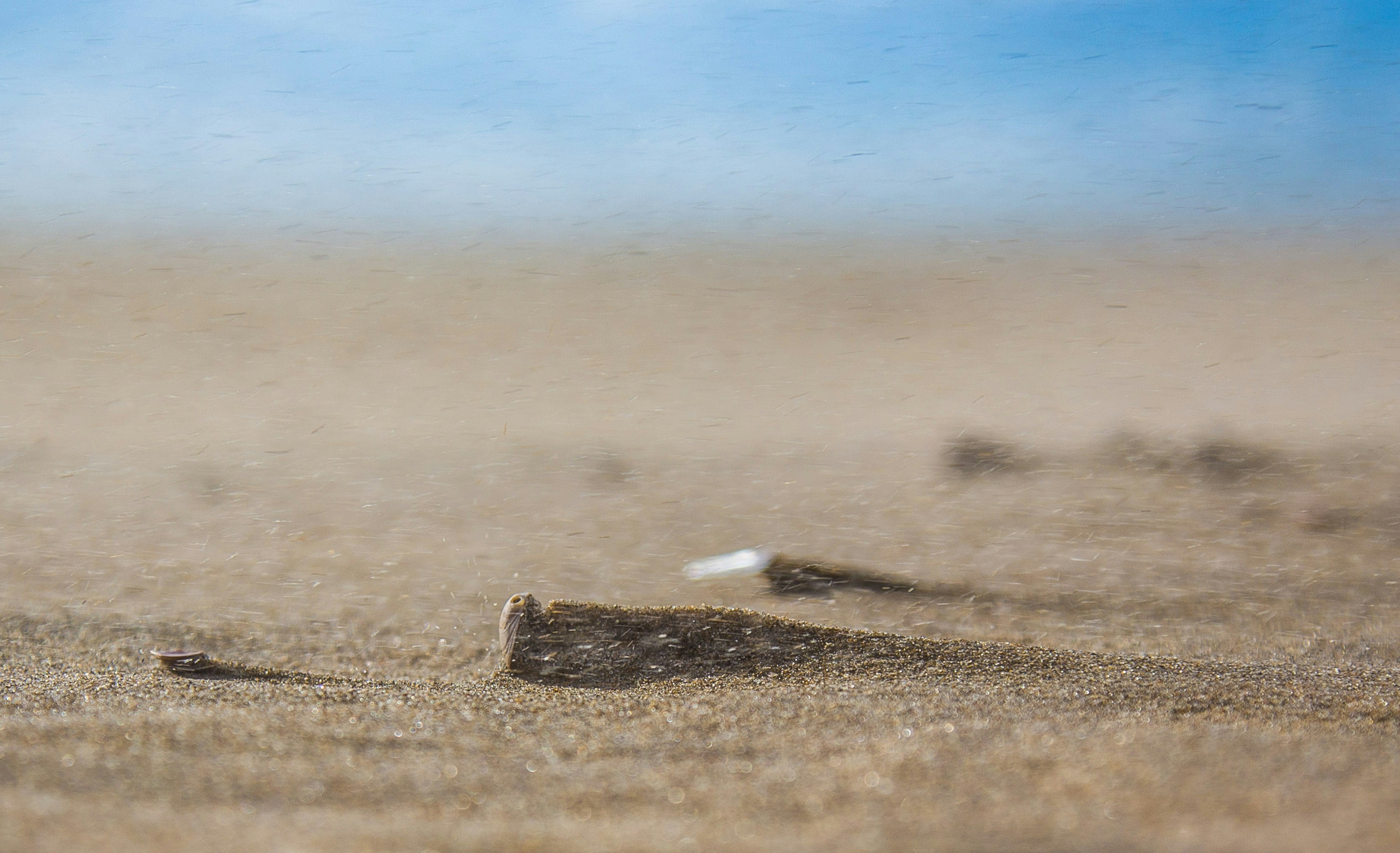 selective focus photography of sand