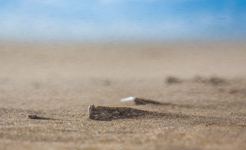 selective focus photography of sand