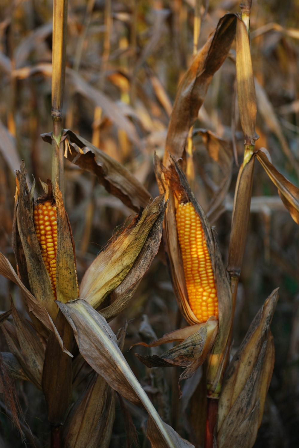 selective focus photography of corn