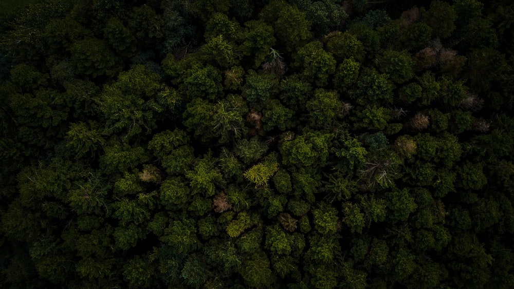 an aerial view of a forest with lots of trees