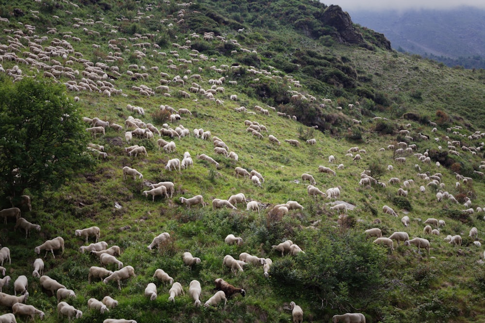 herd of sheep on mountain