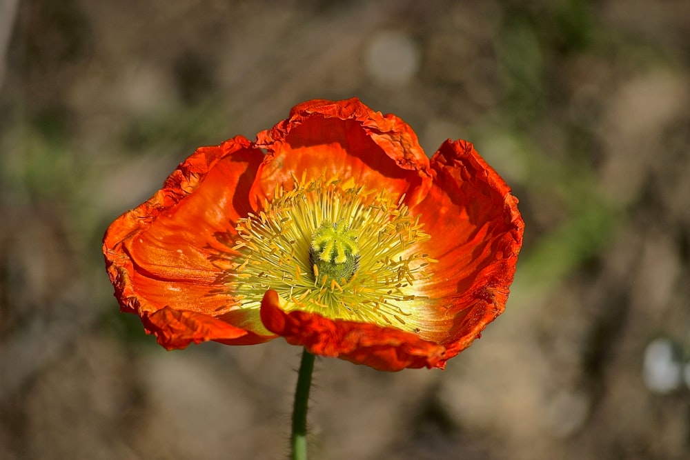 Fotografía de primer plano de flor de pétalos rojos y amarillos