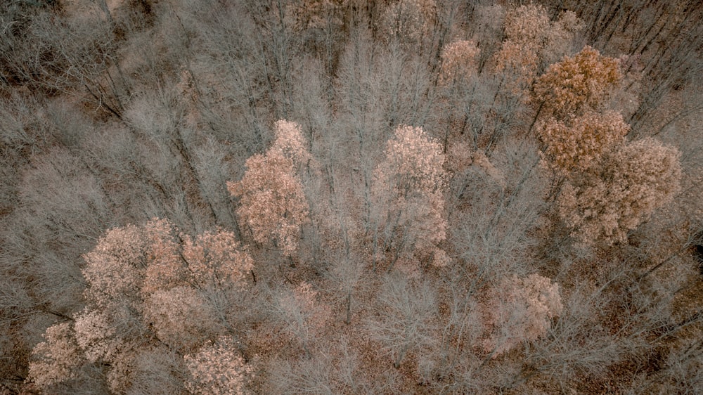 bird's-eye view of brown forest