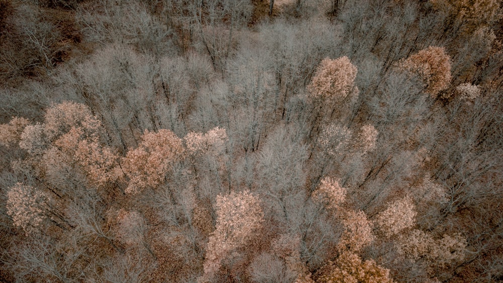 bird's eye view photo of brown tree