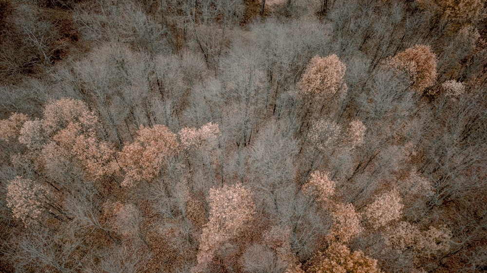 Foto aus der Vogelperspektive von braunem Baum
