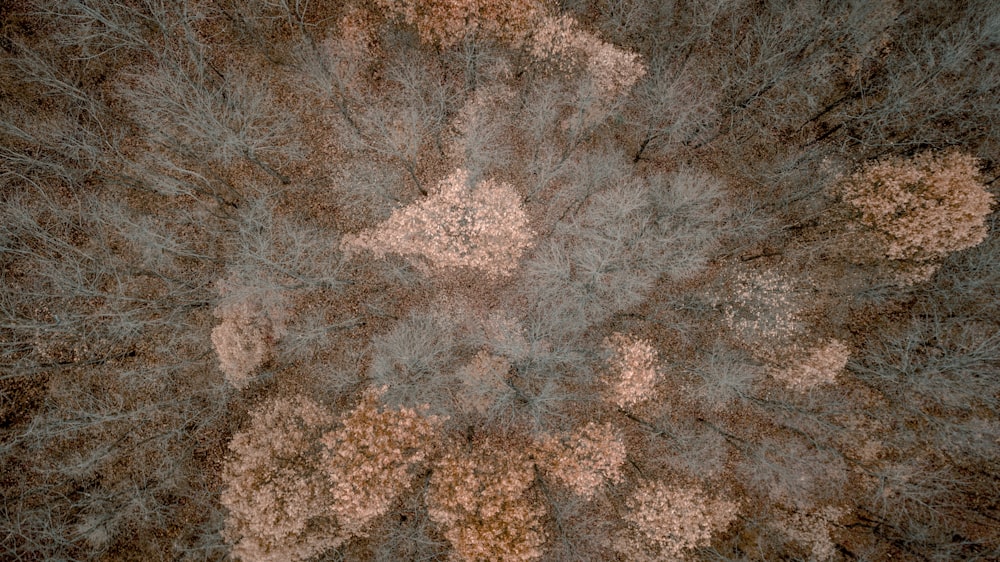 aerial photography of brown forest