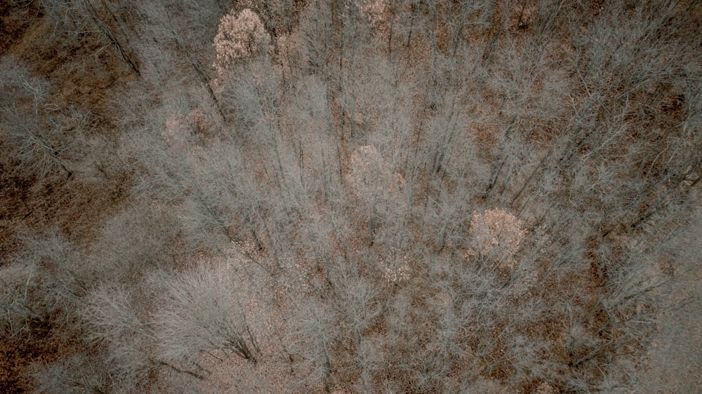 green trees aerial view