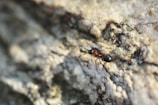 A small black ant with a reddish-brown body is moving across a textured, rocky surface. The background is a mix of blurred shades of grey and brown, highlighting the details of the ant.