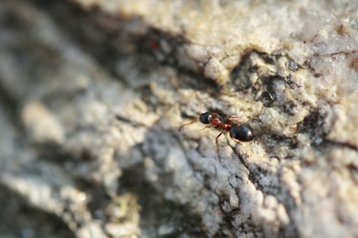 A small black ant with a reddish-brown body is moving across a textured, rocky surface. The background is a mix of blurred shades of grey and brown, highlighting the details of the ant.