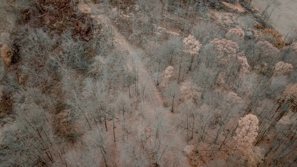 Photographie aérienne de forêt