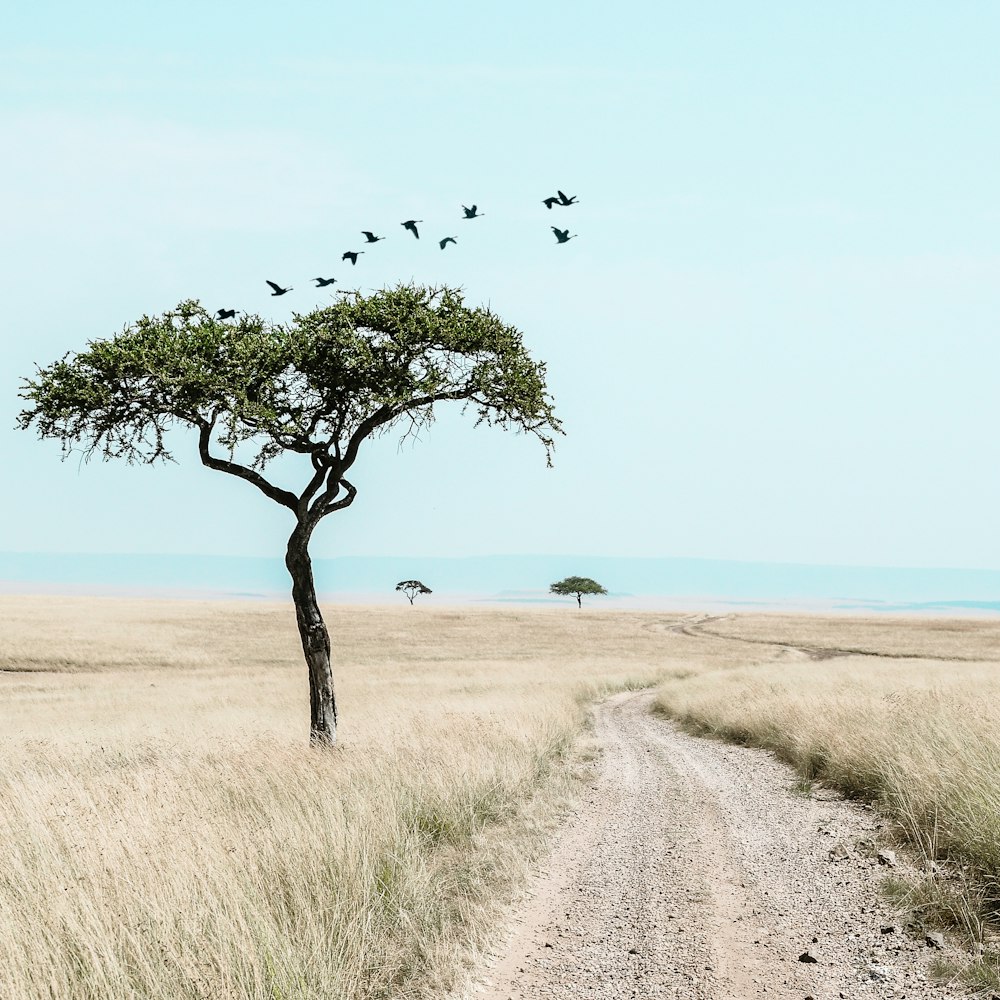 bird flying above grassland