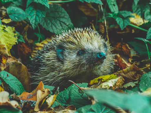 A cozy corner of Nash Haven with a hedgehog nestled among autumn leaves.