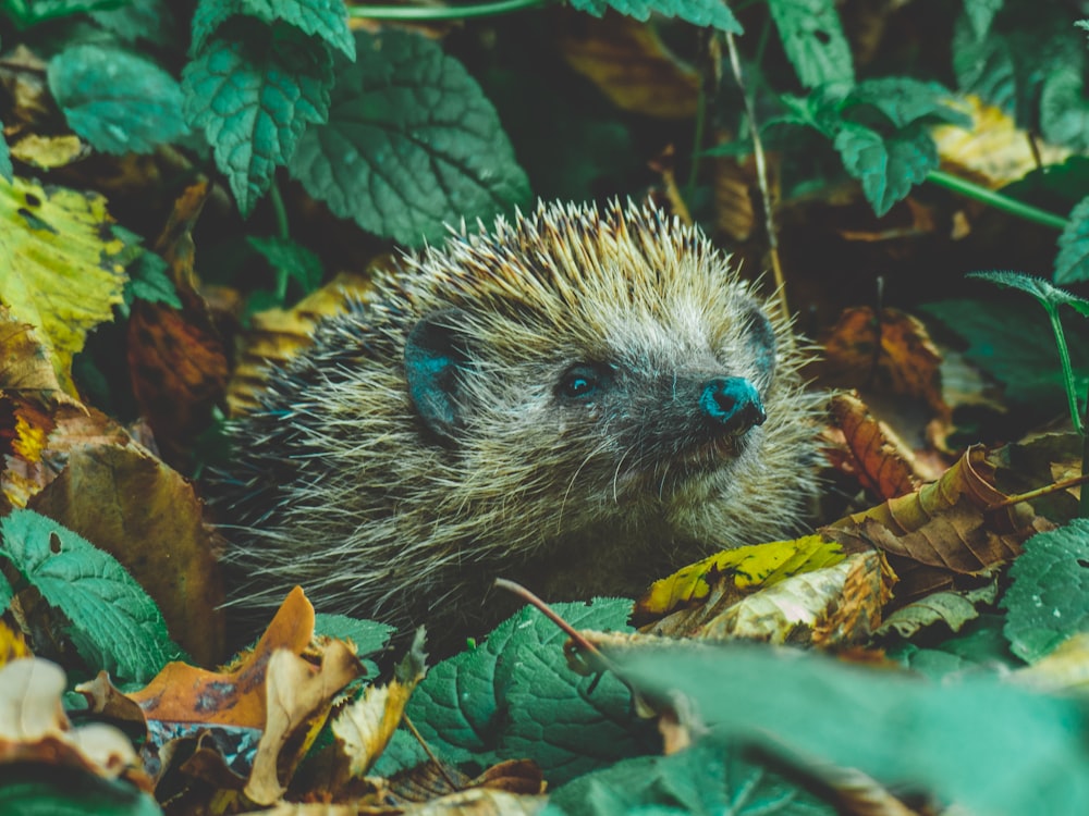 brown hedgehog in forest