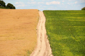 green grass field under blue skies