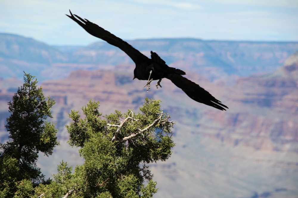 black bird on flying over the tree