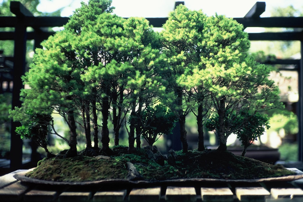 pianta bonsai verde