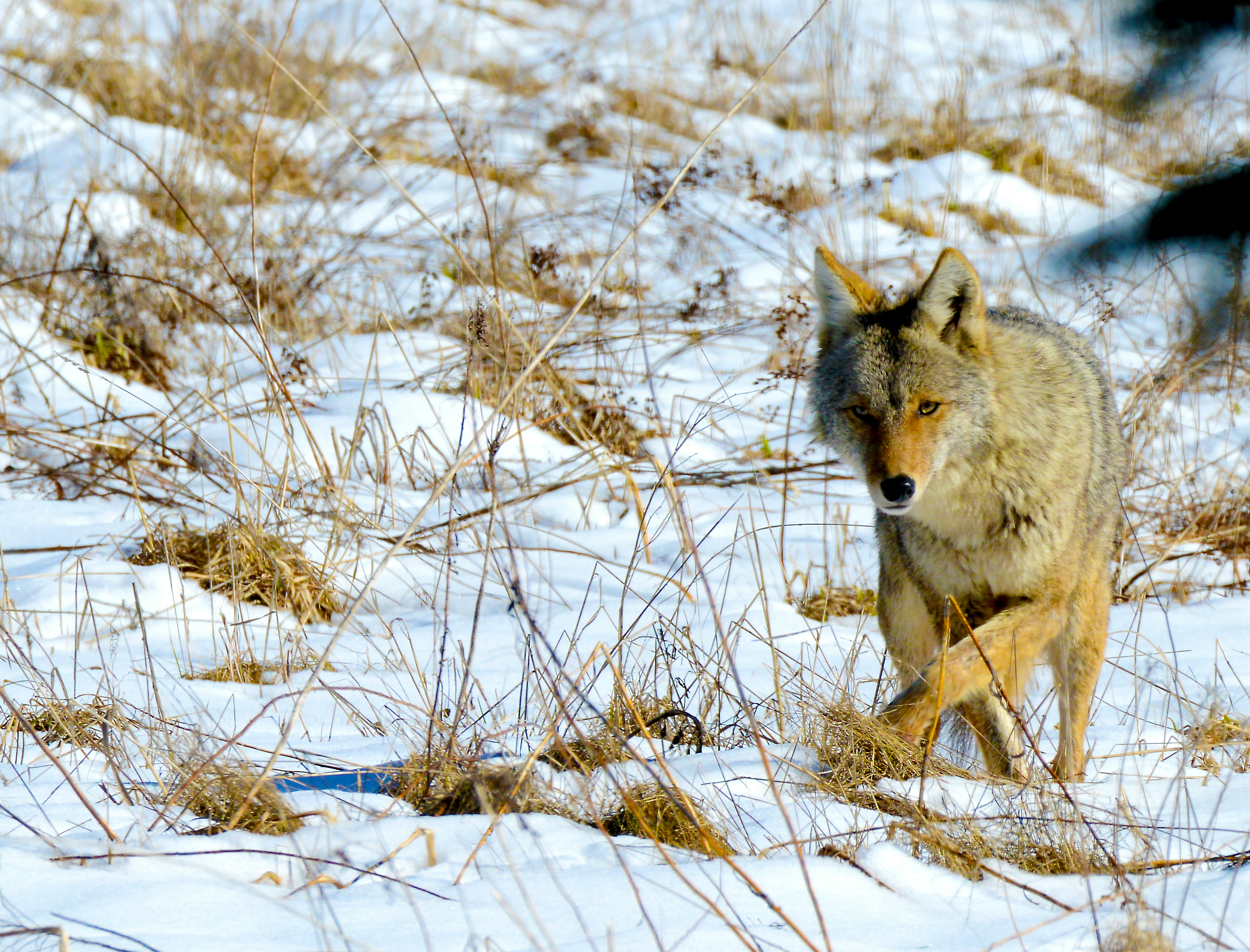 coyote walking in snow field with withered grass