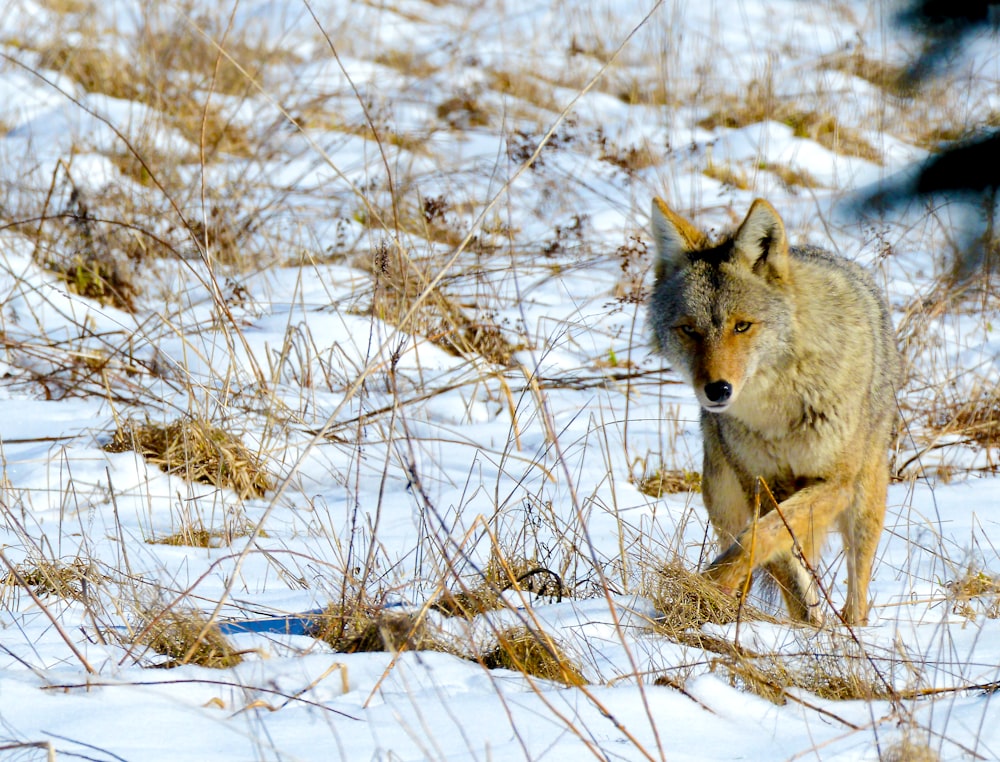 coyote walking in snow field with withered grass