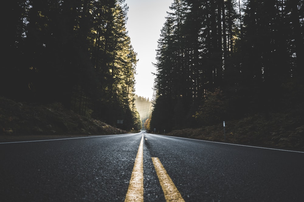 road between tall trees