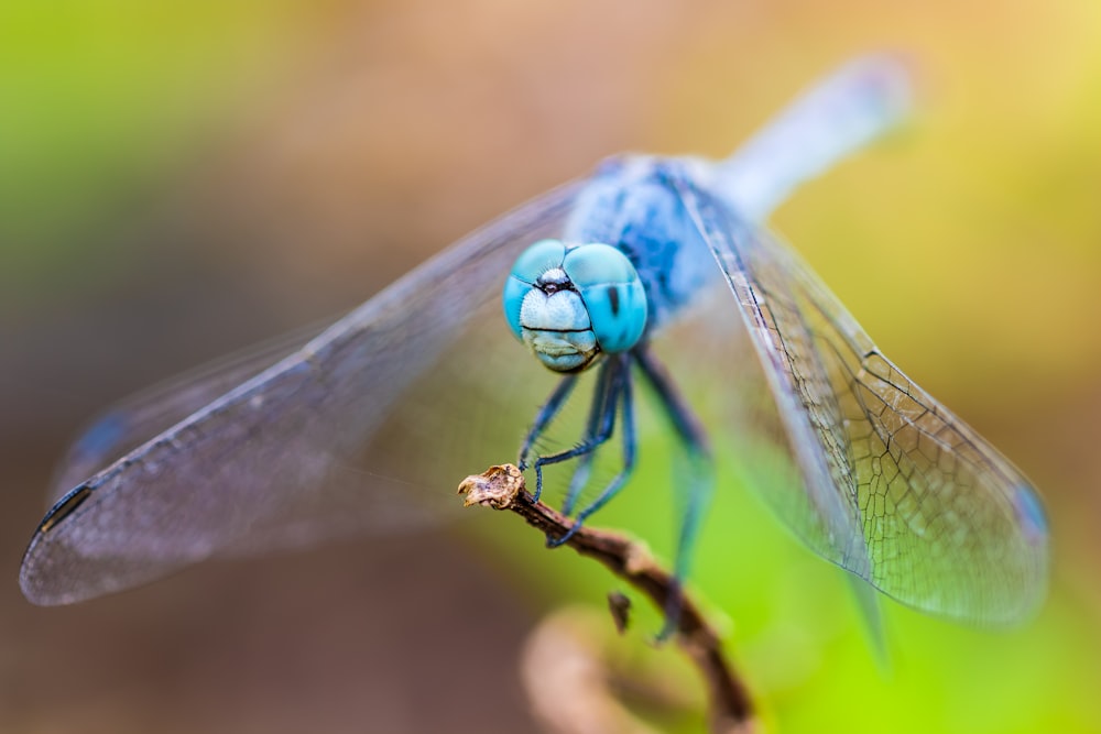 closeup photography of blue dragonfly
