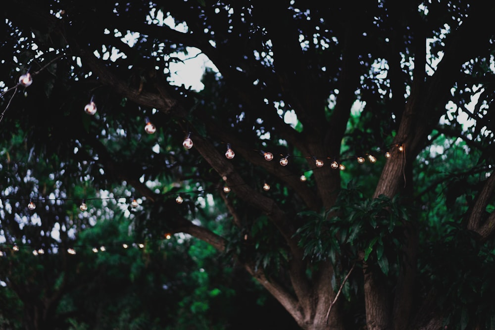 photo of string lights on tree