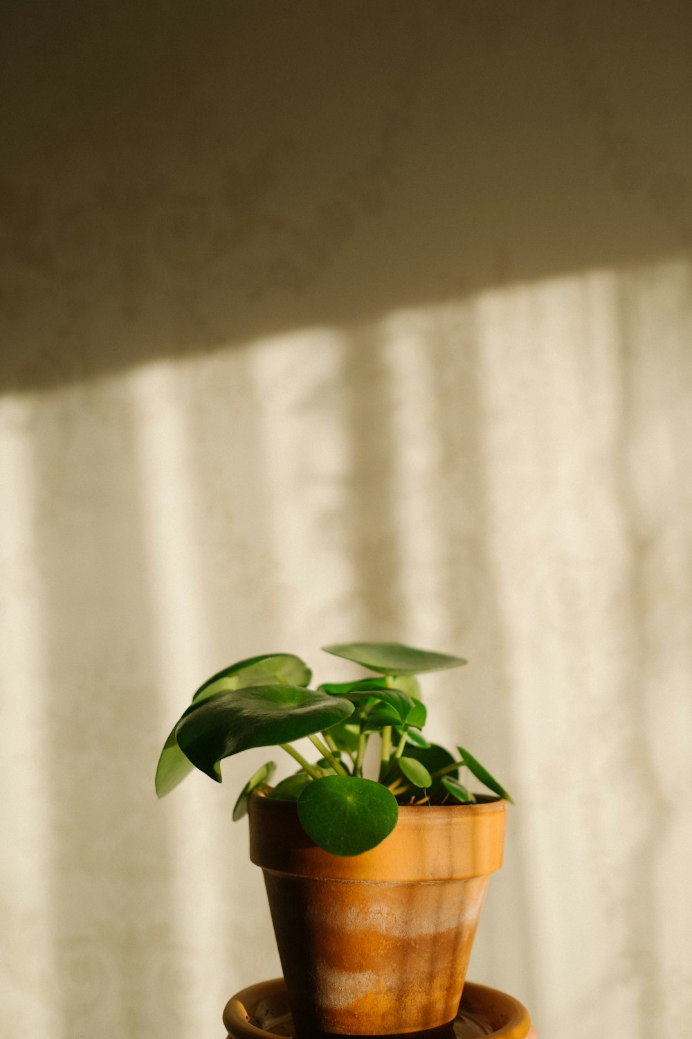 green plant on brown clay pot