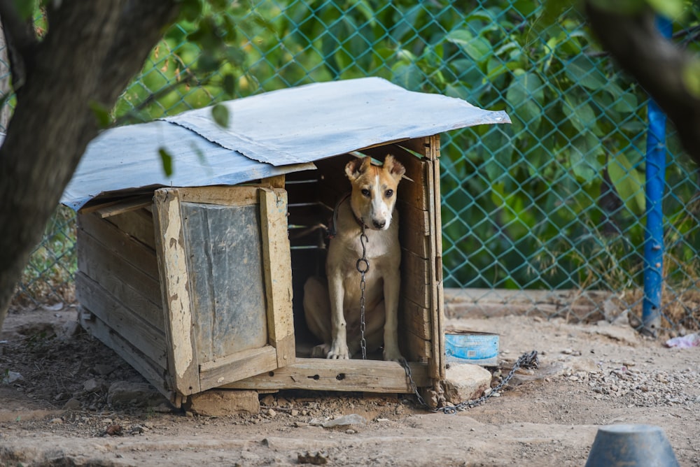 short-coated brown dog chained in doghouse