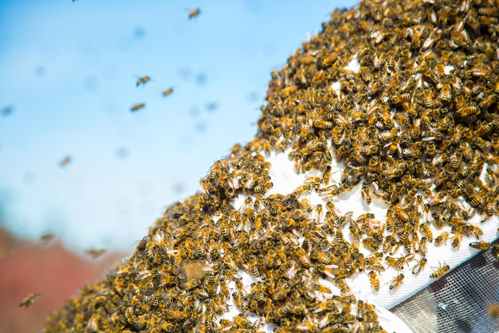 selective focus photography of group of bees