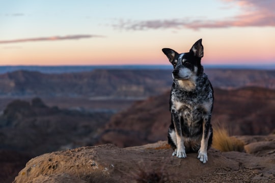 short-coated black and white dog sitting on rock during daytime in Grand Staircase-Escalante National Monument United States