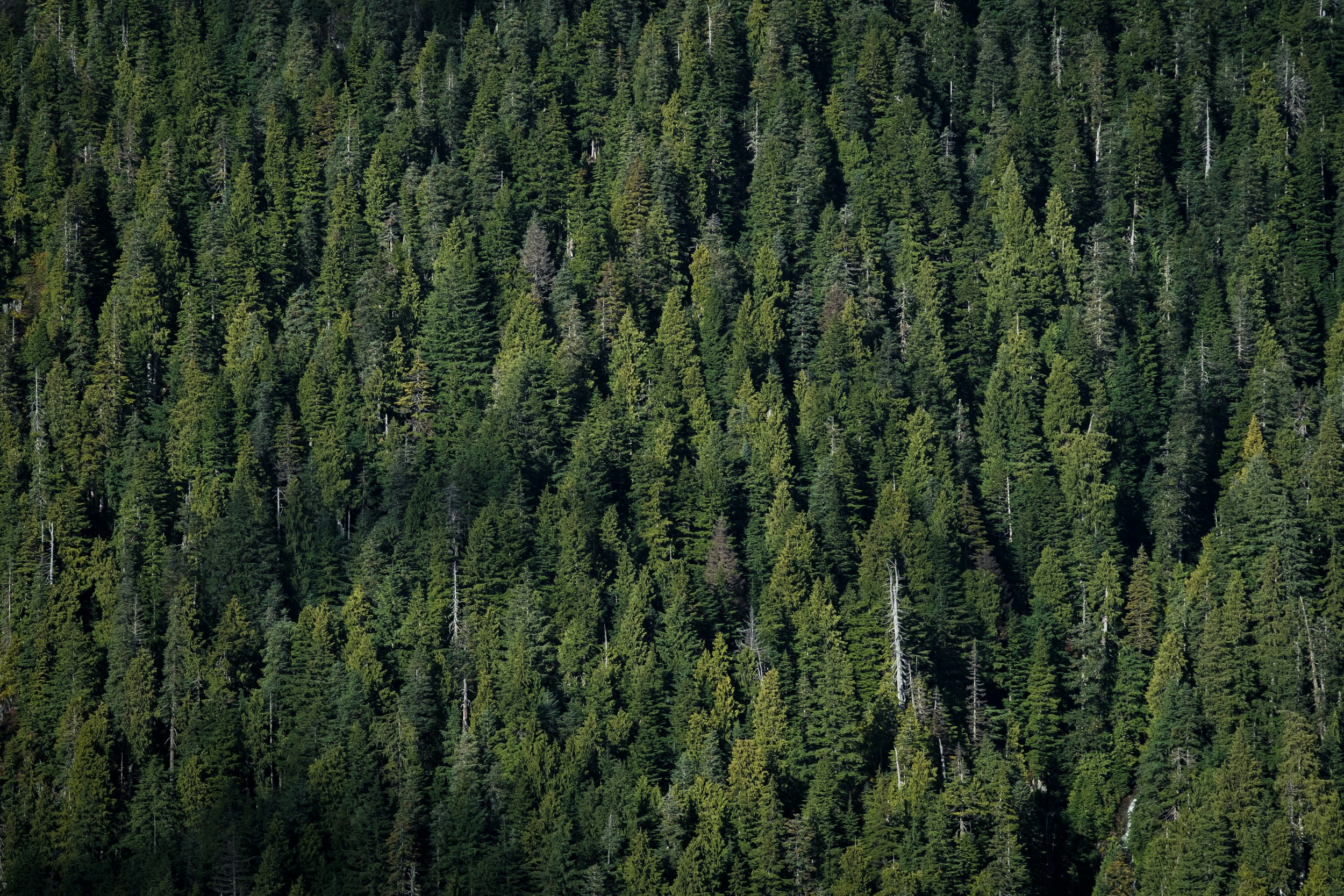 aerial photography of pine trees