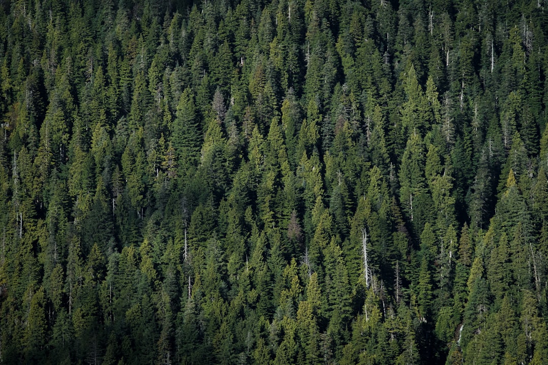 aerial photography of pine trees