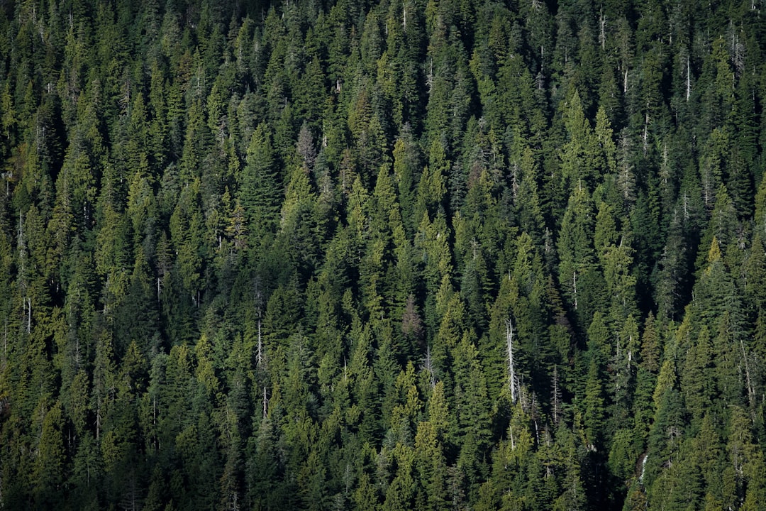 Forest photo spot Mount Seymour Squamish