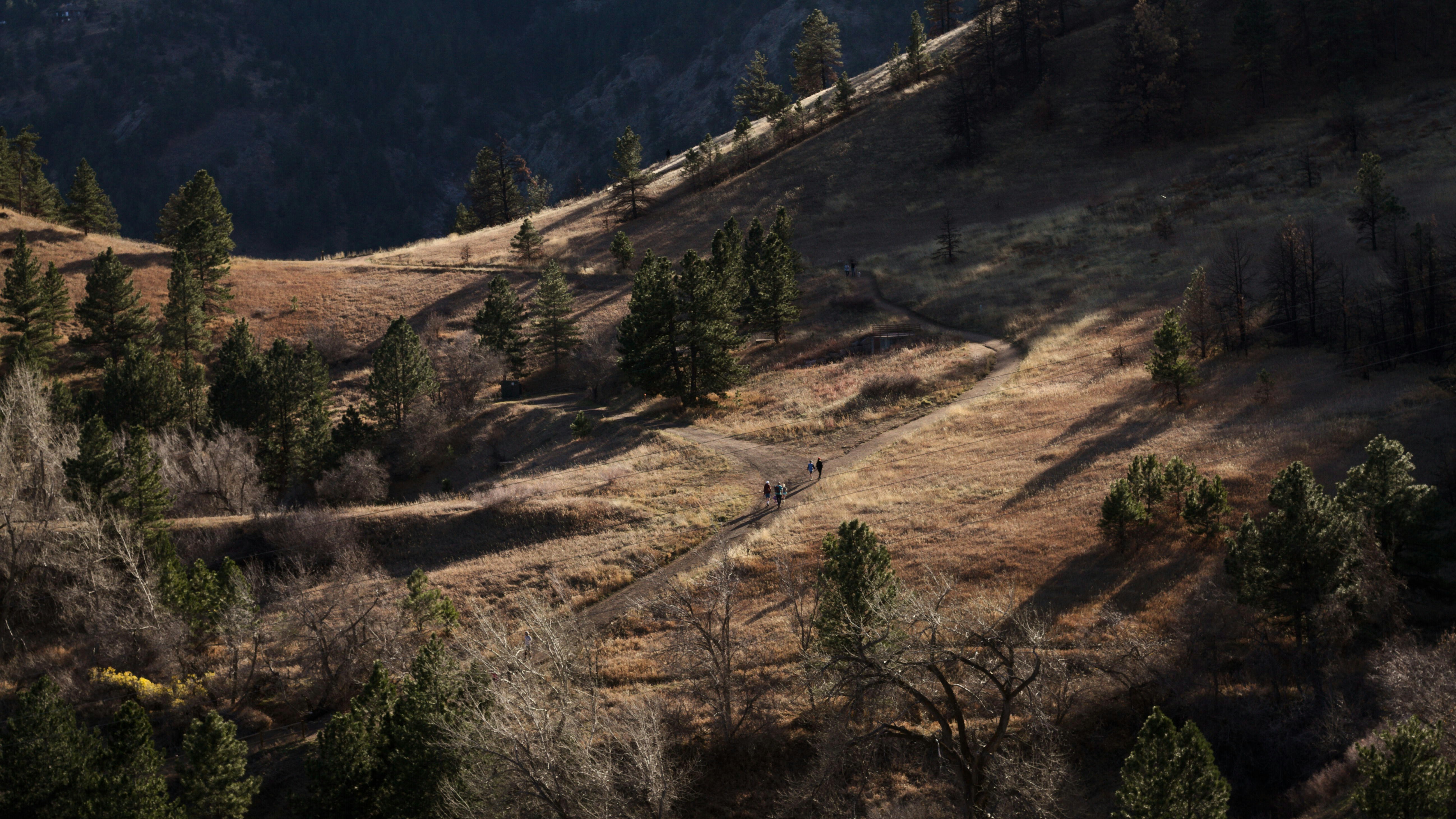 bird's eye photography of trees