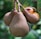 Three brown, pear-shaped fruits hanging from a tree branch with a textured surface. One of the fruits is partially open, revealing a smooth, shiny, orange-brown seed inside.