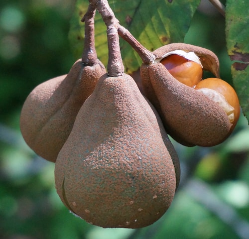 Three brown, pear-shaped fruits hanging from a tree branch with a textured surface. One of the fruits is partially open, revealing a smooth, shiny, orange-brown seed inside.