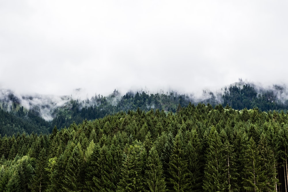 landscape photography of pine trees