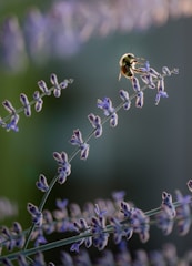 a bee sitting on top of a purple flower